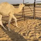 قعود سنه مفرود