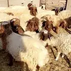 بهم للبيع عدد35رخله وخروف التواصل جوال