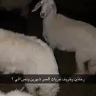 حريات