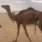 بكره حمرا مجاهيم مقنوي كفو