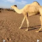 فحل هجن طيب بالانتاج
