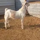 تيس فحل هولندي مشروك ثني جرمه طيب ومنتج