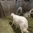 فحل كفو و مشروط