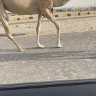 عرض عرض عشرا كفوا