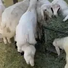 خرفان كفو ومشروطه