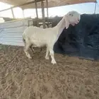 مشروع فحل عيسي نادر وفاخر لاهل النوادر والصنف ..