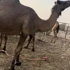 لقحه حمراء