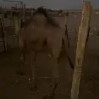 للبيع بكرة دبيانية كفو صفرا