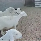 ضان دفيع اسنان