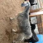 عنز بيضا صنف طيبه وسليمه مع الفحول سومه وصل 1260