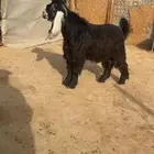 فحل عارضي صنف