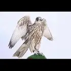 جميع مايخص الصقور