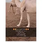 ضروبه طيبه