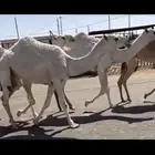 البكار الكفو الوضح