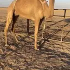 عشراء ام ثالث