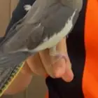 ببغاء كروان مفقود بالعزيزية