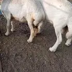 طلي فحل مشروط