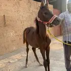 مهر واهو