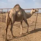 بكره مموت