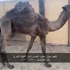 قعود حوار قصب على حليب امه