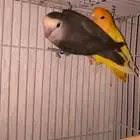 جوز روز منتج شررط