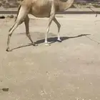 للبيع متلي مدني هجن