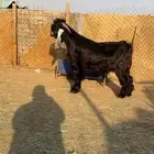 فحل عارضي صنف