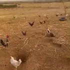 دجاج