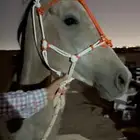 رشمة خيل صناعه يدويه