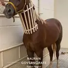 حصان شعبي