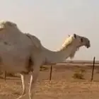 ضريبه للبيع السوم عليها عشر الألف. رقم التواصل