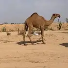 بكره صفرا غرنوقيه كفو مفروده