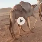 قعود للبيع طيب الموقع الشملي
