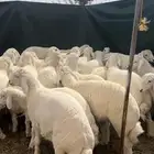 ذبايح حري