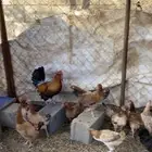 دجاج بلدي للبيع