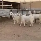 معزا دفيع ( تم البيع )