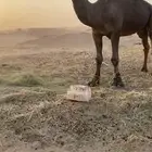 بعير منتج