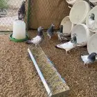حمام بكستاني