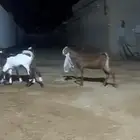 جفار توب معرفة خصم الخصم مع فحلها
