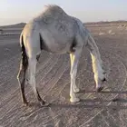 للبيع قعود مفرود شحم.