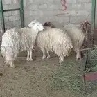 شياه جرووم وحده دافع