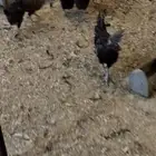 دجاج اندونيسي صك