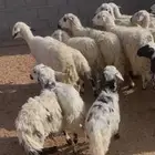 ضان صفر وفحلها بلديات