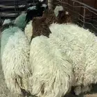 تمايم وذبايح مناسبات