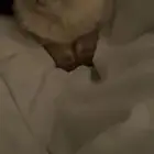 قط للتبني