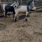 تيوس جذعان