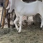تيس خصم طيب مره