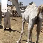 لقحة وضحي