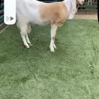 مطوره رباع دافع