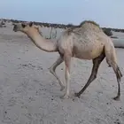 قعود كفو على الجليدي